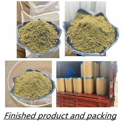 Il Ajuga giallo Turkestanica di Brown spolverizza il contenuto elevato 20% di 10% Ecdysteroid