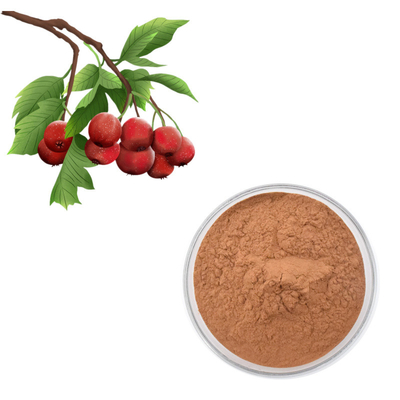 Estratto della foglia del crataegus della polvere di Berry Extract Flavones 80% del cratego