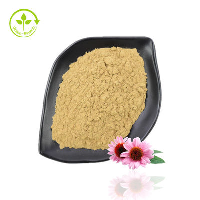 Polvere di estratto di echinacea purpurea ad alta purezza 10% -40% echinacoside