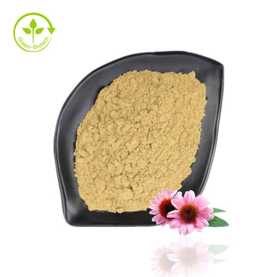 Estratto di echinacea purpurea di vendita calda 4% -6% polifenolo 2% -4% polvere di echinacea naturale
