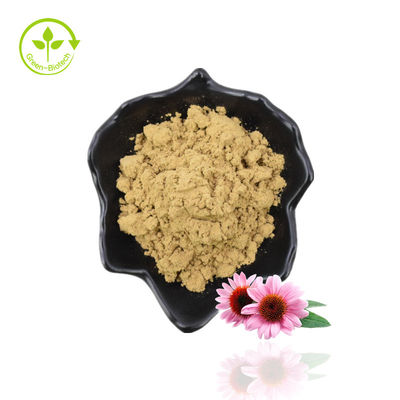 Estratto naturale di echinacea purpurea/estratto di echinacea in polvere