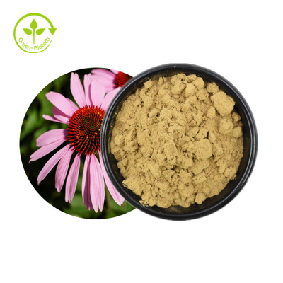 Vendita calda Echinacea Purpurea Estratto Erbe Estratto di Echinacea