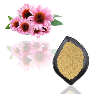 Polifenoli organico naturale 2% - 4% Cichoric 2% - 5% acidi dell'estratto di echinacea purpurea
