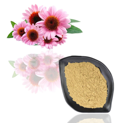 L'iso certifica il polifenolo naturale dell'estratto 10% di echinacea purpurea di 100%