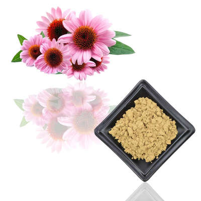 Estratti puri dei polifenoli della polvere dell'estratto della pianta di echinacea purpurea di 7%