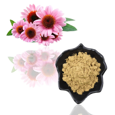 L'echinacea purpurea di erbe pianta l'estratto di echinacea purpurea dei polifenoli 4% dell'estratto