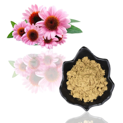 Estratto acido di echinacea purpurea di Cichoric 1% 4% della polvere dell'estratto della pianta dei polifenoli 4%