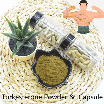 Il Ajuga giallo Turkestanica di Brown spolverizza il contenuto elevato 20% di 10% Ecdysteroid