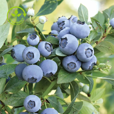 L'estratto organico puro del mirtillo spolverizza l'antociano 25%