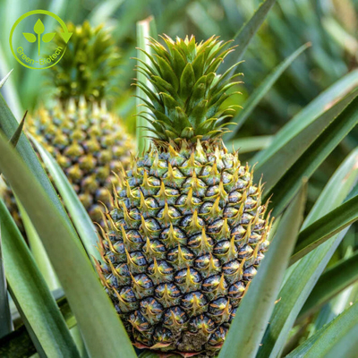 estratto della frutta dell'ananas 100000u/G con la polvere degli enzimi della bromelina