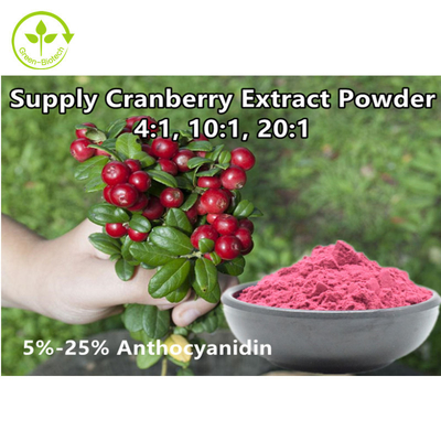Vaccinium macrocarpon organico dell'estratto della frutta del mirtillo rosso dell'antociano 25% della polvere dell'estratto del mirtillo rosso di 4:1