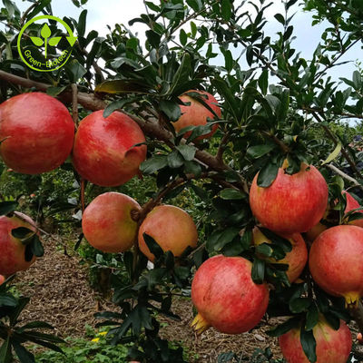 L'estratto naturale puro del melograno spolverizza Punicalagin CAS 65995-63-3