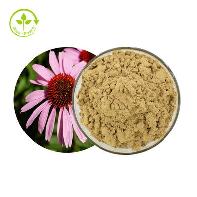 L'echinacea purpurea della pianta estrae i polifenoli di 4% spolverizza il prodotto sano di cura