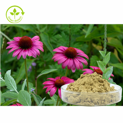 L'echinacea purpurea della pianta estrae i polifenoli di 4% spolverizza il prodotto sano di cura