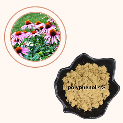 L'echinacea purpurea della pianta estrae i polifenoli di 4% spolverizza il prodotto sano di cura