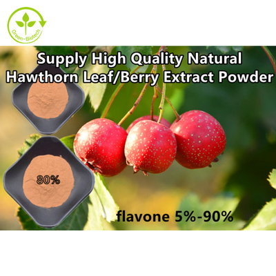 Estratto della foglia del crataegus della polvere di Berry Extract Flavones 80% del cratego