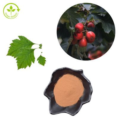 Estratto della foglia del crataegus della polvere di Berry Extract Flavones 80% del cratego