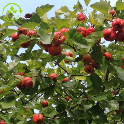 Estratto della foglia del crataegus della polvere di Berry Extract Flavones 80% del cratego
