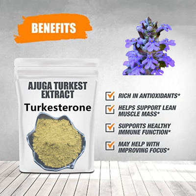 La polvere di erbe di Turkesterone della polvere dell'estratto dell'estratto di Turkestanica del Ajuga completa 2% 10% 20%