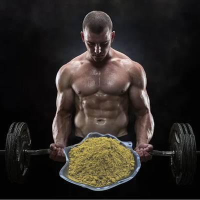Il Ajuga Turkestanica estrae la polvere di Turkesterone 2% 3% 4% 10% per body building