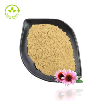 Polvere di estratto di echinacea purpurea ad alta purezza 10% -40% echinacoside