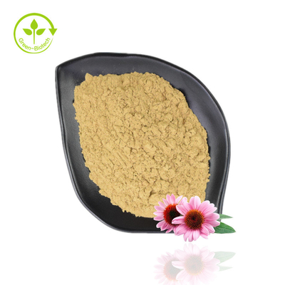 Estratto di echinacea purpurea di vendita calda 4% -6% polifenolo 2% -4% polvere di echinacea naturale