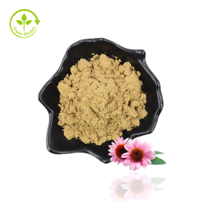 Fornitura di produzione Echinacea Purpurea Acido cicorico Estratto di echinacea