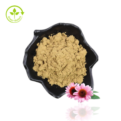 Fornitura di produzione Echinacea Purpurea Acido cicorico Estratto di echinacea