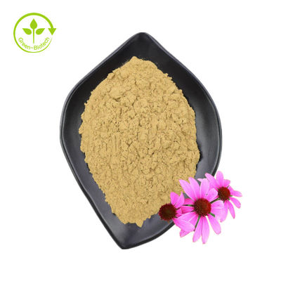 Polifenoli di alta qualità standard GMP Polvere di echinacea purpurea Estratto di echinacea purpurea