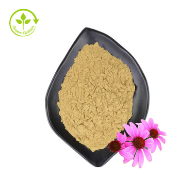 Fornitura all'ingrosso 3% di acido cicorico Estratto di fiori di echinacea purpurea Estratto di echinacea purpurea