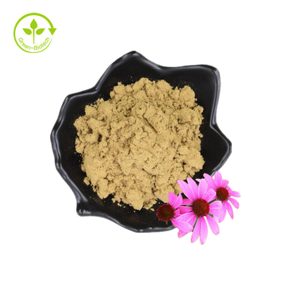 Estratto di echinacea in polvere di echinacea in polvere di acido cicorico al 4% di polifenoli sfusi