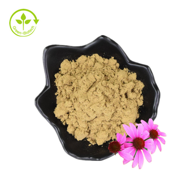 Estratto di echinacea in polvere di echinacea in polvere di acido cicorico al 4% di polifenoli sfusi
