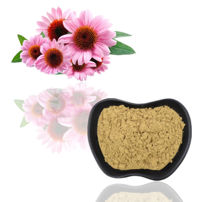 L'echinacea purpurea organico di 100% estrae l'acido dei polifenoli 2% Chicoric di 4%