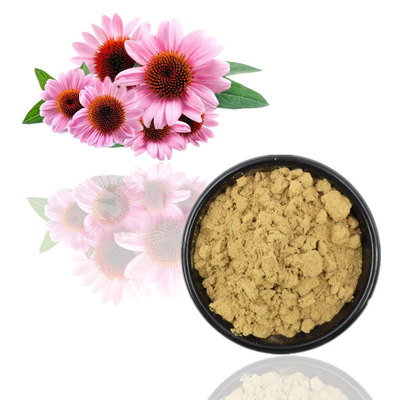 L'echinacea purpurea organico di 100% estrae l'acido dei polifenoli 2% Chicoric di 4%