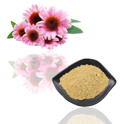 Polifenoli organico naturale 2% - 4% Cichoric 2% - 5% acidi dell'estratto di echinacea purpurea