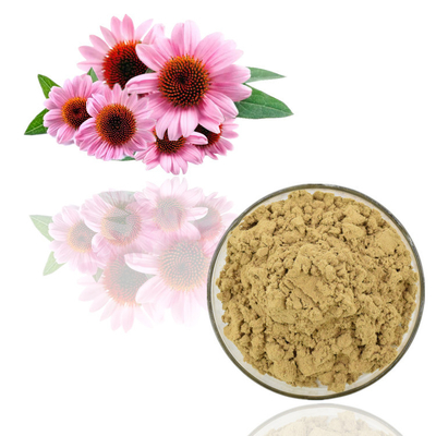 Massa naturale pura della polvere dell'estratto di echinacea purpurea della polvere dell'estratto della pianta