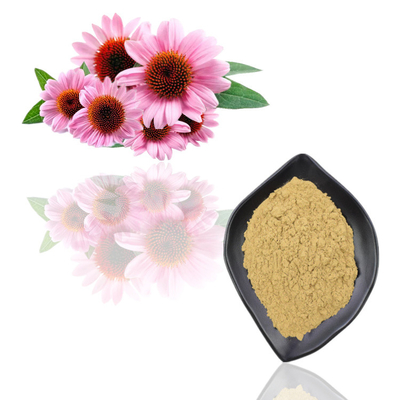 Massa naturale pura della polvere dell'estratto di echinacea purpurea della polvere dell'estratto della pianta
