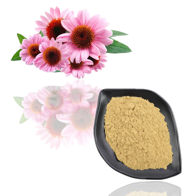 L'echinacea purpurea estrae la polvere dell'estratto della pianta del polifenolo di 6% - di 4%