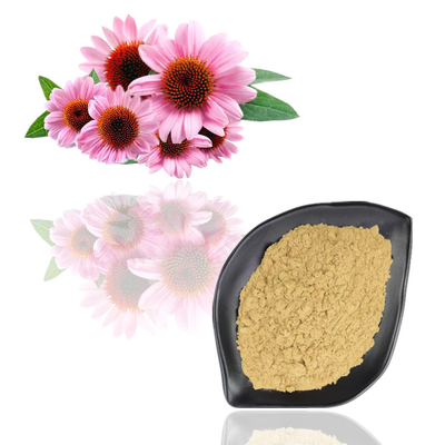 L'echinacea purpurea estrae la polvere dell'estratto della pianta del polifenolo di 6% - di 4%