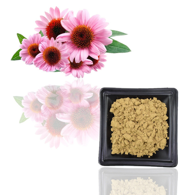 L'iso certifica il polifenolo naturale dell'estratto 10% di echinacea purpurea di 100%