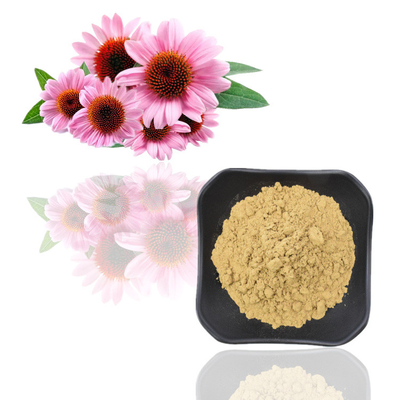 Estratti puri dei polifenoli della polvere dell'estratto della pianta di echinacea purpurea di 7%