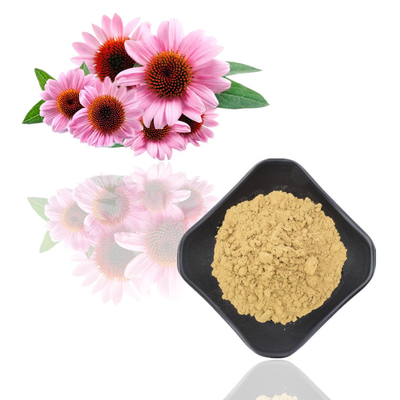 L'echinacea purpurea di erbe pianta l'estratto di echinacea purpurea dei polifenoli 4% dell'estratto