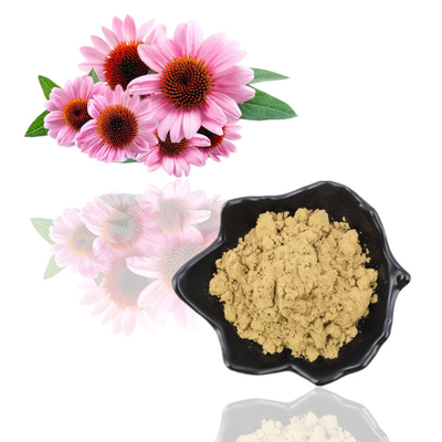 Estratto acido di echinacea purpurea di Cichoric 1% 4% della polvere dell'estratto della pianta dei polifenoli 4%