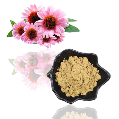Estratto di Echinacea Purpurea organico naturale puro 4% polvere di polifenoli