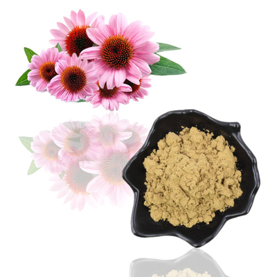 Estratto di Echinacea Purpurea organico naturale puro 4% polvere di polifenoli