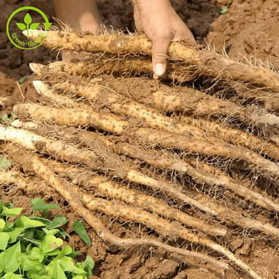 Diosgenina naturale Yam Extract Powder selvaggio di Yam Extract grado cosmetico/dell'alimento 98%