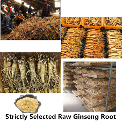 80 Mesh Ginseng Root Extract Powder 1%-80% estratti naturali della pianta
